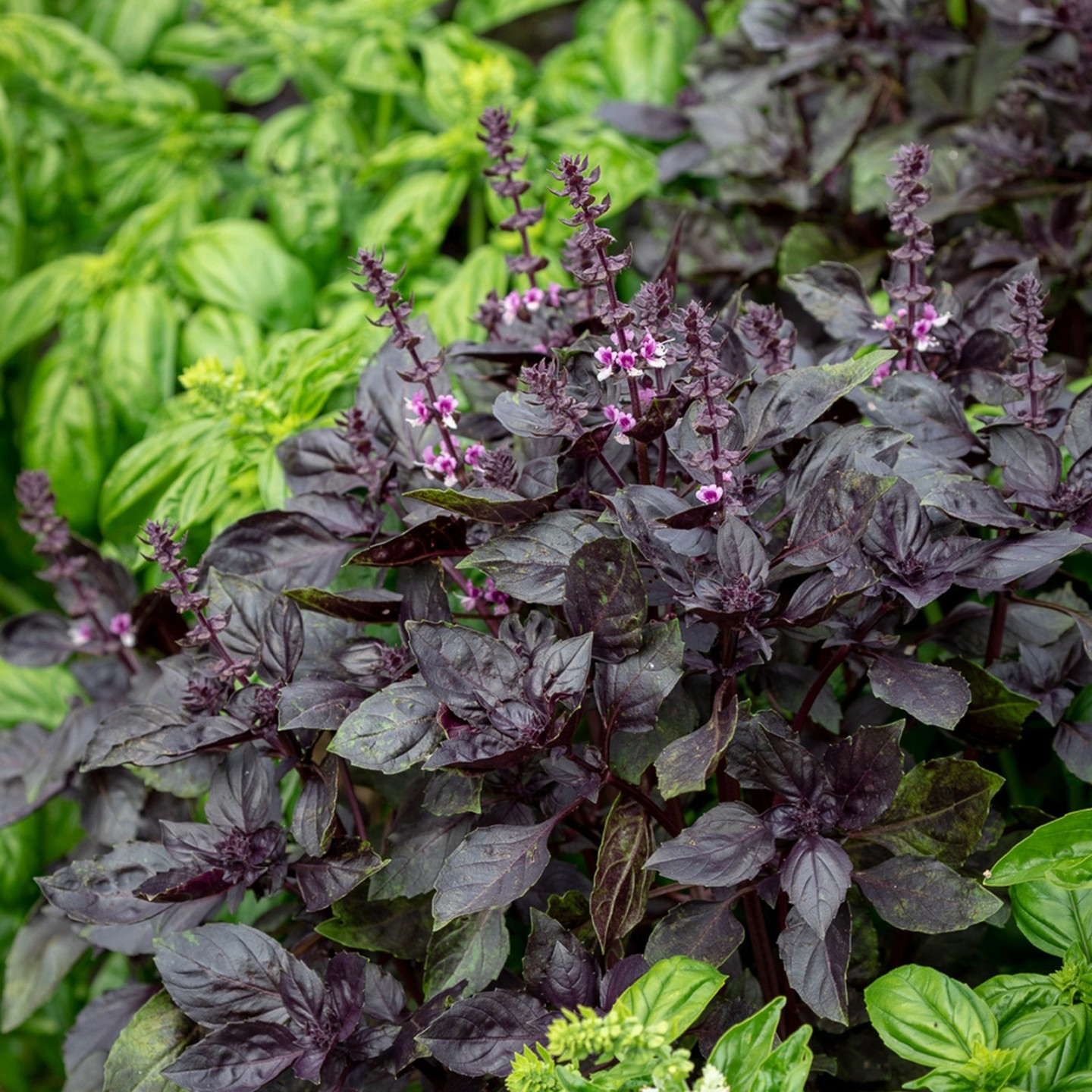 Semillas de albahaca azul africano púrpura - 3.465