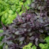 Semillas de albahaca azul africano púrpura - 3.465