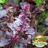 Semillas de albahaca azul africano púrpura - 3.465