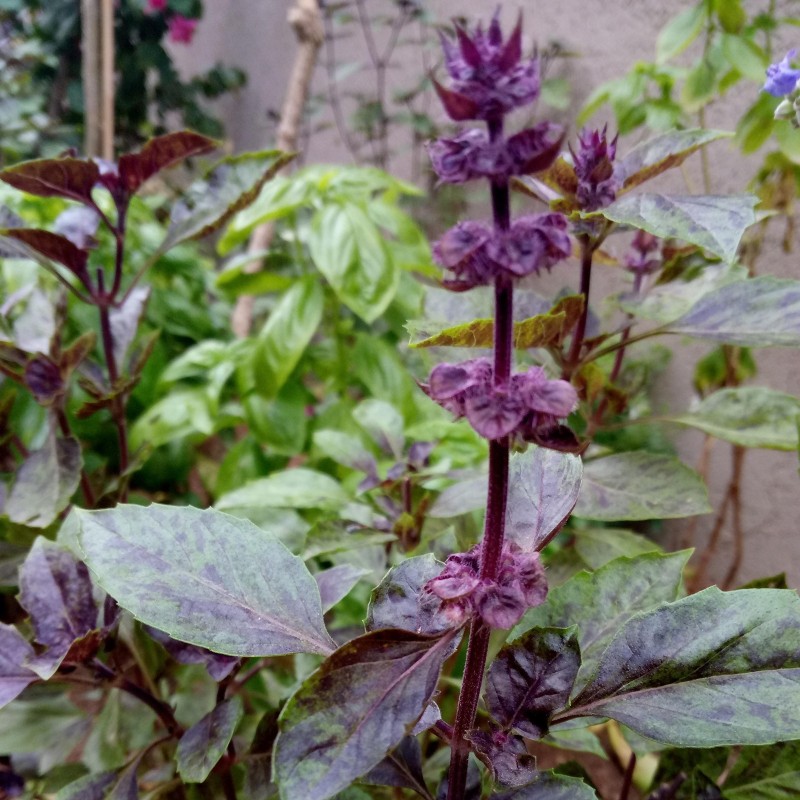 Ararat Basil Seeds (Ocimum basilicum) | Seeds Shop Store