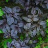Ararat Basil Seeds (Ocimum basilicum) | Seeds Shop Store