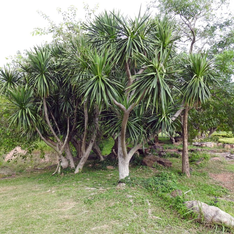 Thai Dragon Tree Seeds (Dracaena cochinchinensis) | Seeds Shop Store