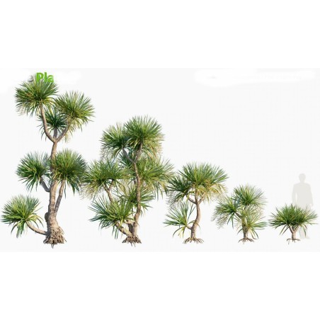 Thai Dragon Tree Seeds (Dracaena cochinchinensis) | Seeds Shop Store