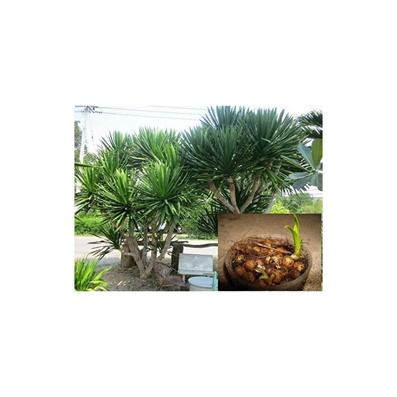 Thai Dragon Tree Seeds (Dracaena cochinchinensis) | Seeds Shop Store