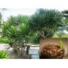 Thai Dragon Tree Seeds (Dracaena cochinchinensis) | Seeds Shop Store