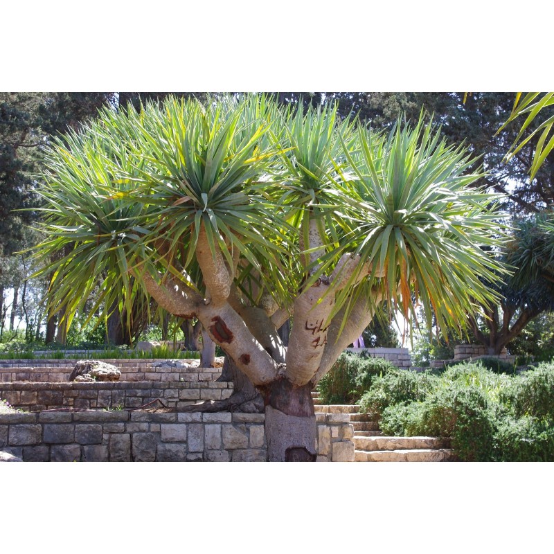 Thai Dragon Tree Seeds (Dracaena cochinchinensis) | Seeds Shop Store