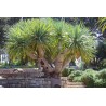 Thai Dragon Tree Seeds (Dracaena cochinchinensis) | Seeds Shop Store