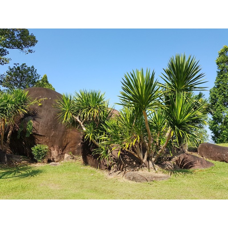 Thai Dragon Tree Seeds (Dracaena cochinchinensis) | Seeds Shop Store