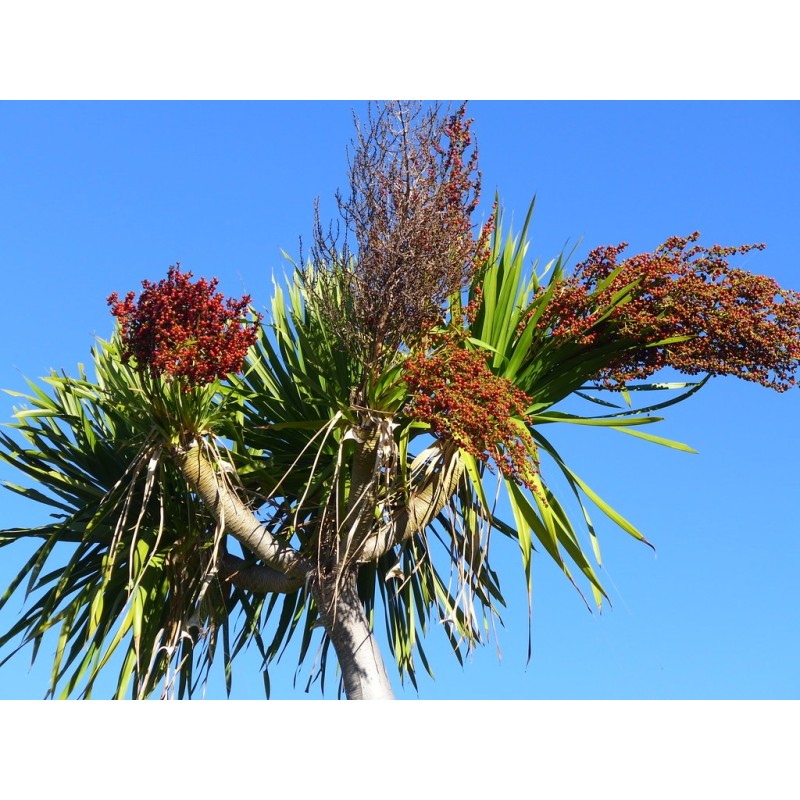 Thai Dragon Tree Seeds (Dracaena cochinchinensis) | Seeds Shop Store