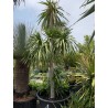 Thai Dragon Tree Seeds (Dracaena cochinchinensis) | Seeds Shop Store