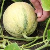 Charentais Melon Seed | Seeds Shop Store
