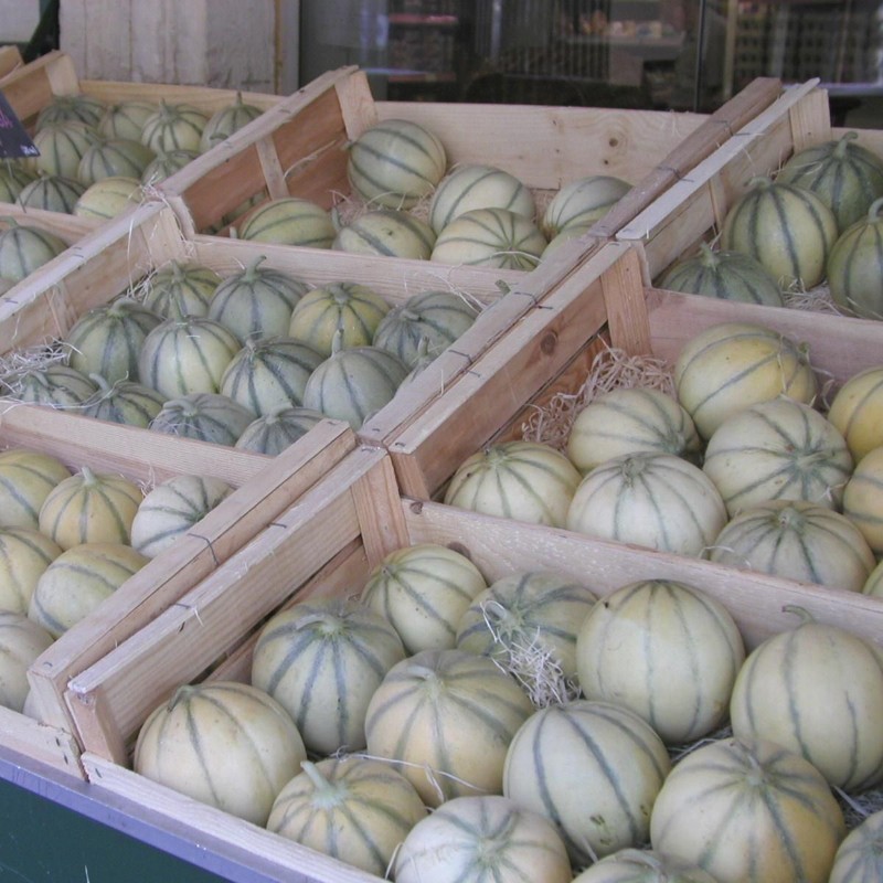 Charentais Melon Seed | Seeds Shop Store