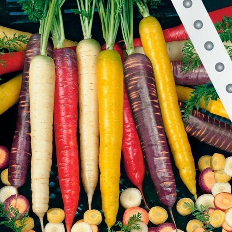 Graines de carotte arc-en-ciel (couleurs mélangées) | Seeds Shop Store