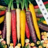Graines de carotte arc-en-ciel (couleurs mélangées) | Seeds Shop Store