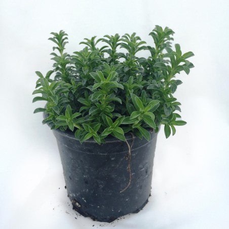 Sementes de segurelha-das-montanhas (Satureja montana) | Seeds Shop Store