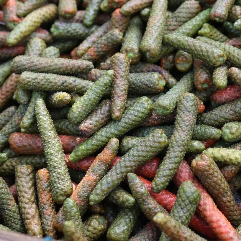 Long pepper Seeds (Piper longum) | Seeds Shop Store