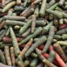 Long pepper Seeds (Piper longum) | Seeds Shop Store