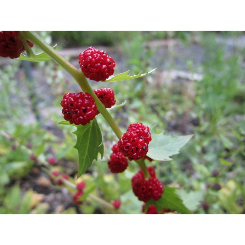 Jagodasti Spanjac Seme (Chenopodium foliosum) | Seeds Shop Store