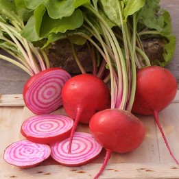Exotic Beetroot Seeds - Chioggia - 181.798841
