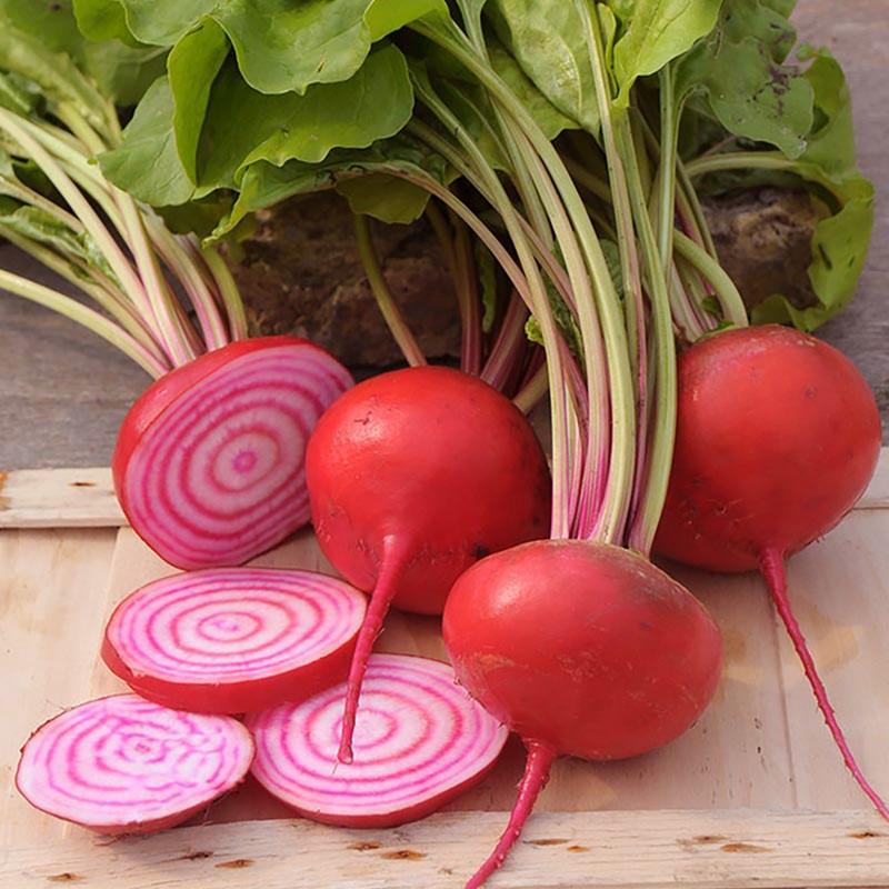 Exotic Beetroot Seeds - Chioggia | Seeds Shop Store