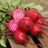 Exotic Beetroot Seeds - Chioggia | Seeds Shop Store