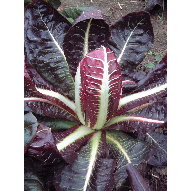 Semi di Cicoria di Rossa di Treviso | Seeds Shop Store