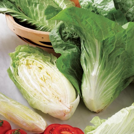 Sementes De Cichorium "Pan di Zucchero" | Seeds Shop Store