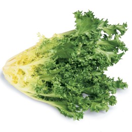 Endive Giant Seeds - 1.8