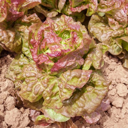 Semi di Lattuga 'Brune d' Hiver' | Seeds Shop Store