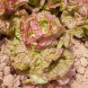 Semi di Lattuga 'Brune d' Hiver' | Seeds Shop Store