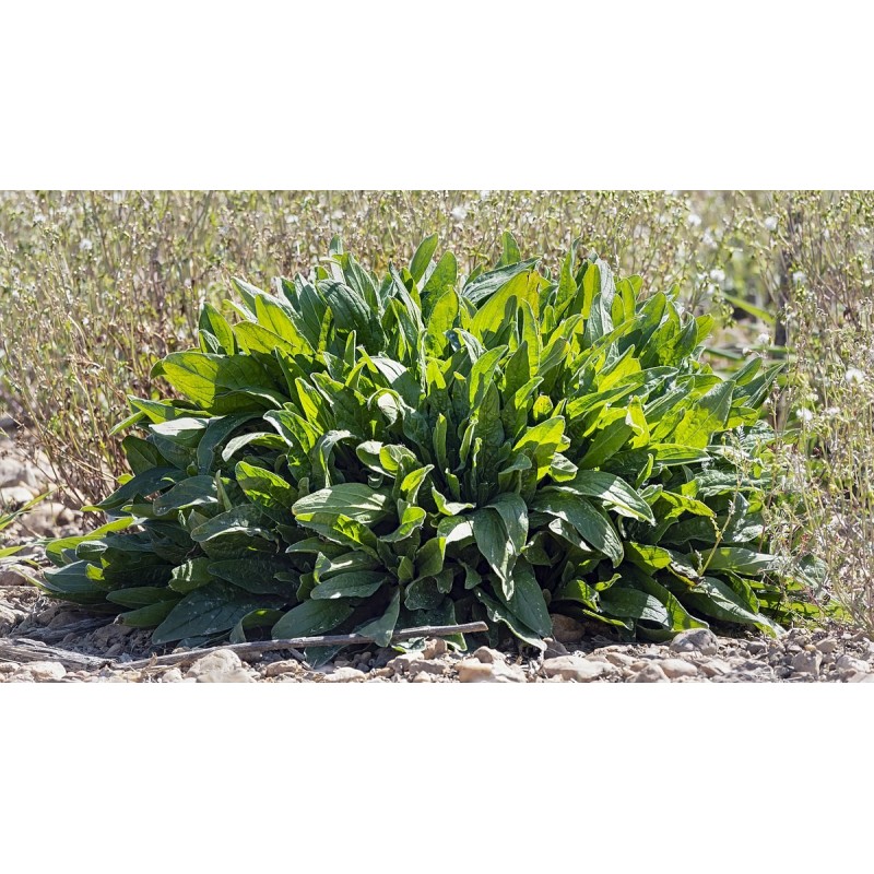 Sementes de AZEDA - Erva (Rumex acetosa) | Seeds Shop Store