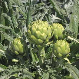 Cardoon artichoke seeds Gigante di romagna - 1.485