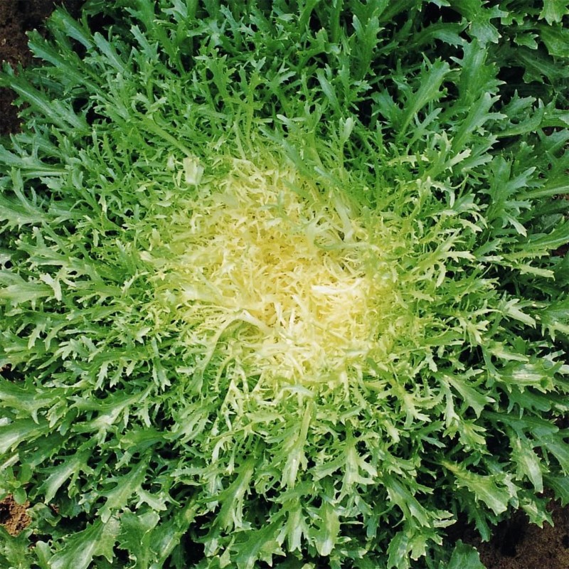 Seme Salate Endivija 'De Ruffec' (Cichorium endivia) | Seeds Shop Store