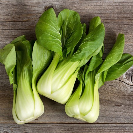 Bok Choy, Pak Choi Seeds | Seeds Shop Store