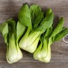 Bok Choy, Pak Choi Seeds | Seeds Shop Store