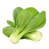 Bok Choy, Pak Choi Seeds | Seeds Shop Store