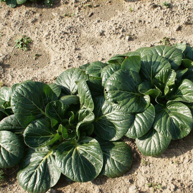 Bok Choy, Pak Choi Seeds | Seeds Shop Store