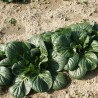 Bok Choy, Pak Choi Seeds | Seeds Shop Store