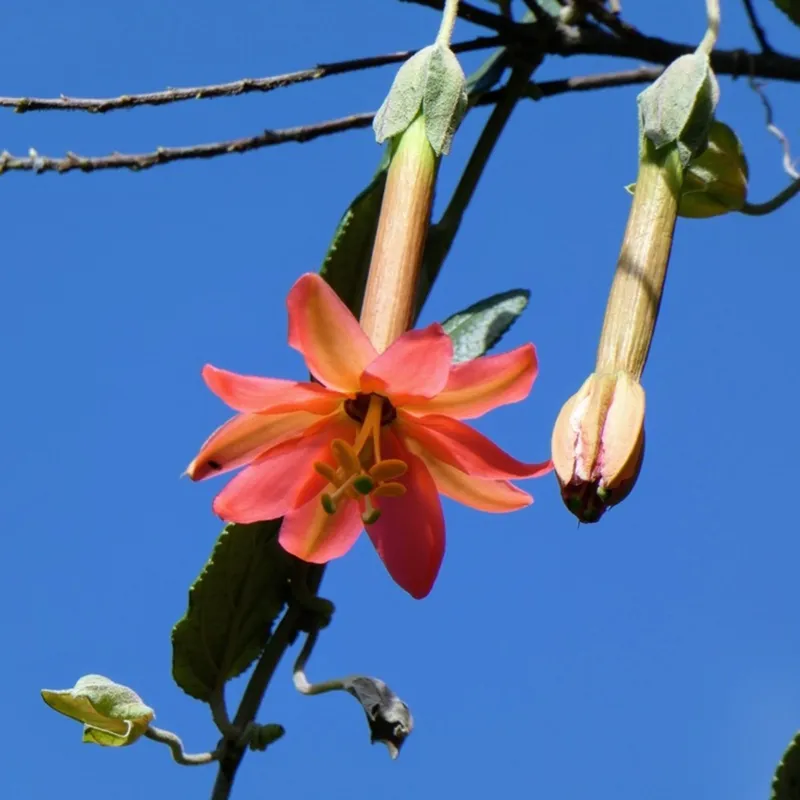 Passiflora adulterina Seeds | Seeds Shop Store