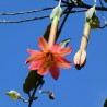 Passiflora adulterina Seeds | Seeds Shop Store