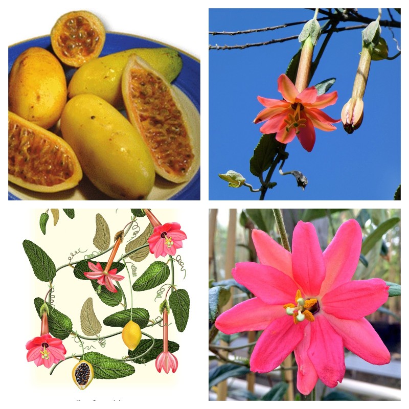 Passiflora adulterina Seeds | Seeds Shop Store