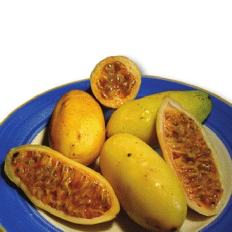 Passiflora adulterina Seeds | Seeds Shop Store