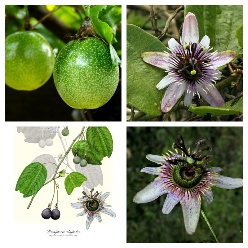 Passiflora alnifolia Seeds | Seeds Shop Store