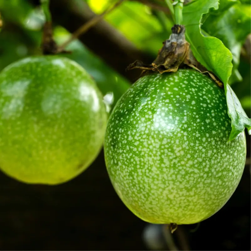 Passiflora alnifolia Seeds | Seeds Shop Store