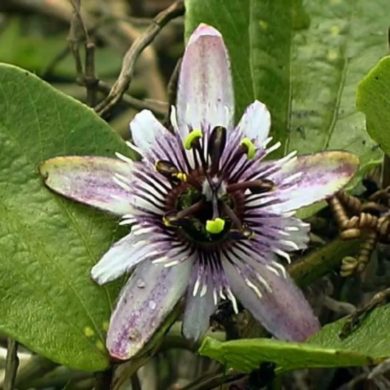 Passiflora alnifolia Seeds | Seeds Shop Store