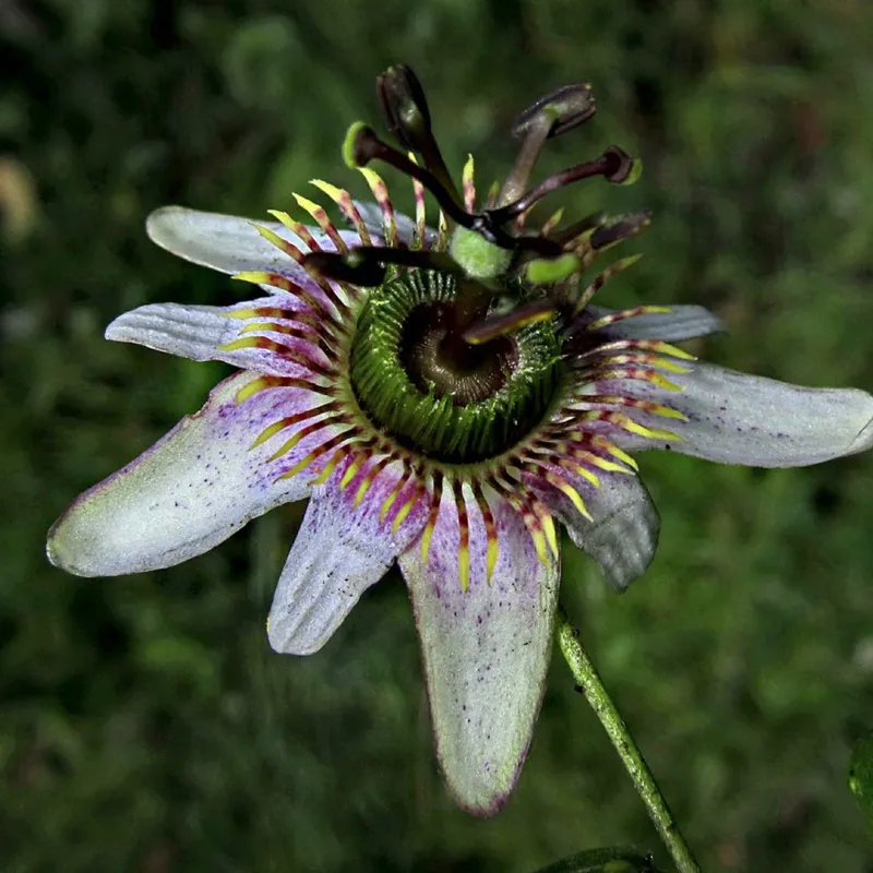 Passiflora alnifolia Seeds | Seeds Shop Store