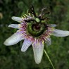 Passiflora alnifolia Seeds | Seeds Shop Store