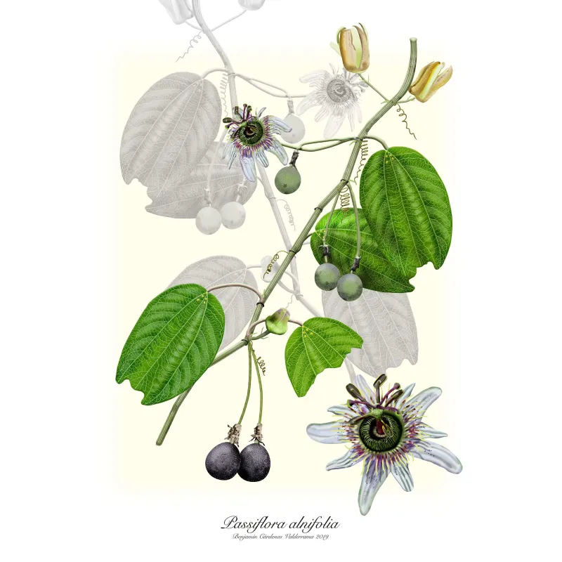 Passiflora alnifolia Seeds | Seeds Shop Store
