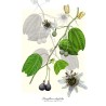Passiflora alnifolia Seeds | Seeds Shop Store