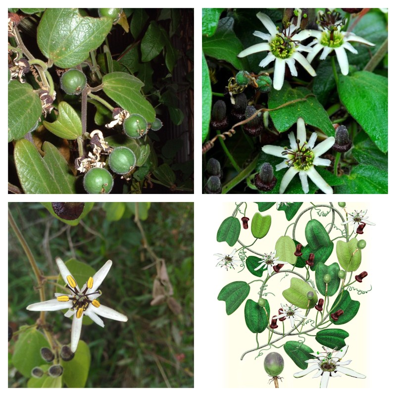 Passiflora bogotensis Seeds | Seeds Shop Store